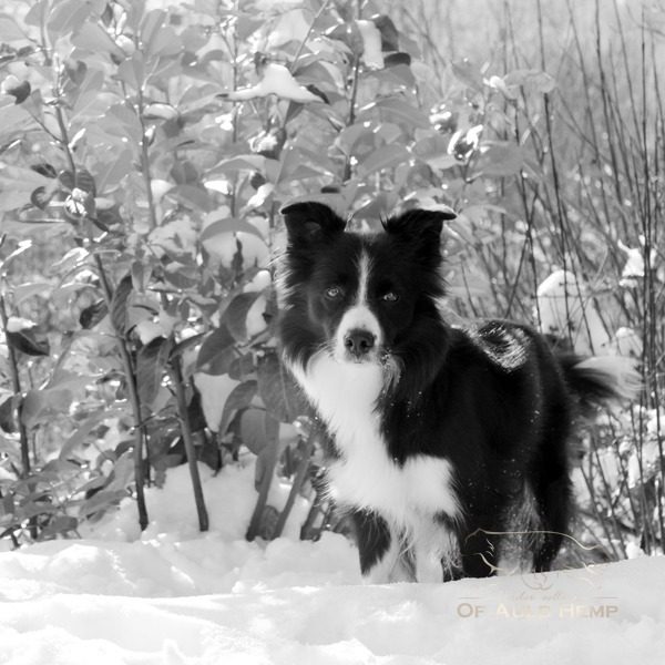 Astra_Auld Hemp Borders Snow