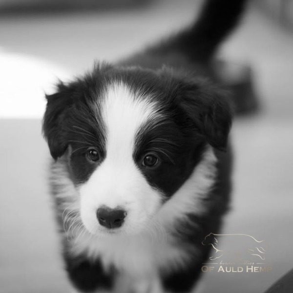 Auld Hemp Archer Puppy