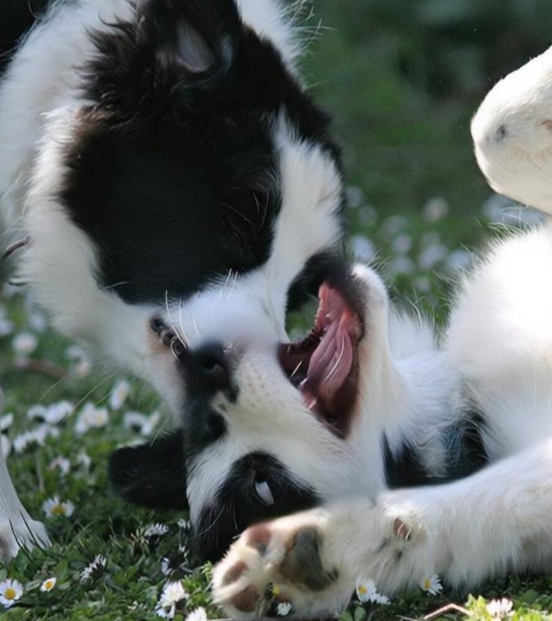 Welpenspielstunde im Garten (Border Collies of Auld Hemo
