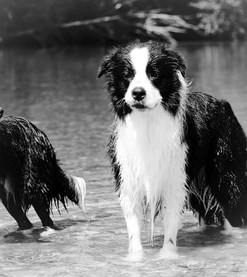 Austin Of Auld Hemp, Border Collie out of Bordermania & Vanstorrf