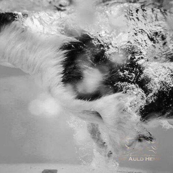 Charon dogdiving Border Collies of Auld Hemp