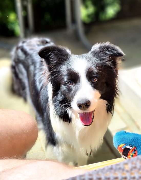 Daphney of Auld Hemp D-Wurf Border Collies of Auld Hemp Niederösterreich FCI ÖKV Zucht
