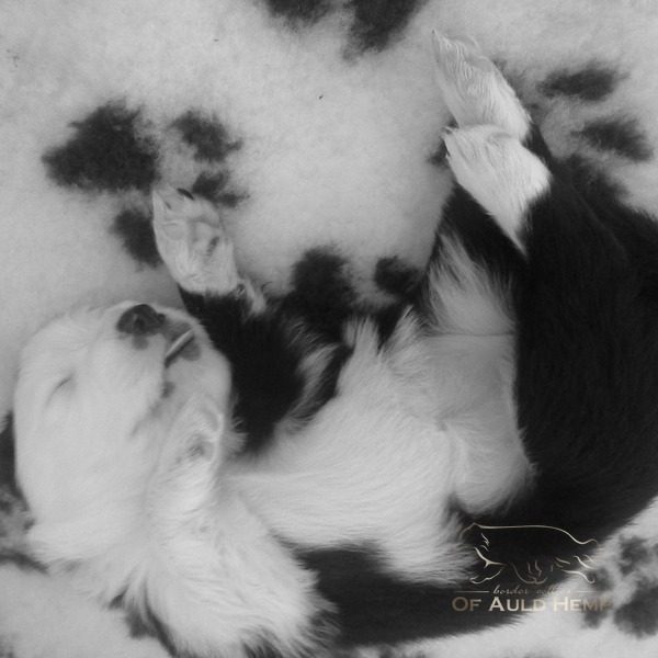 Newborn Splitface Border Collie of Auld Hemp