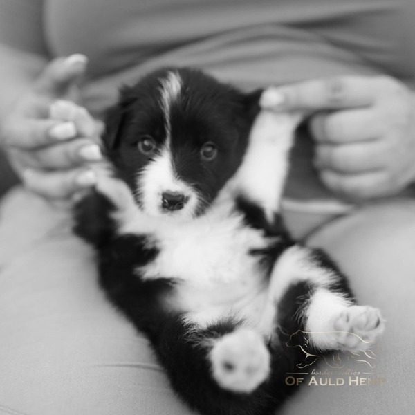 Puppy_Held_C Litter Border Collies of Auld Hemp