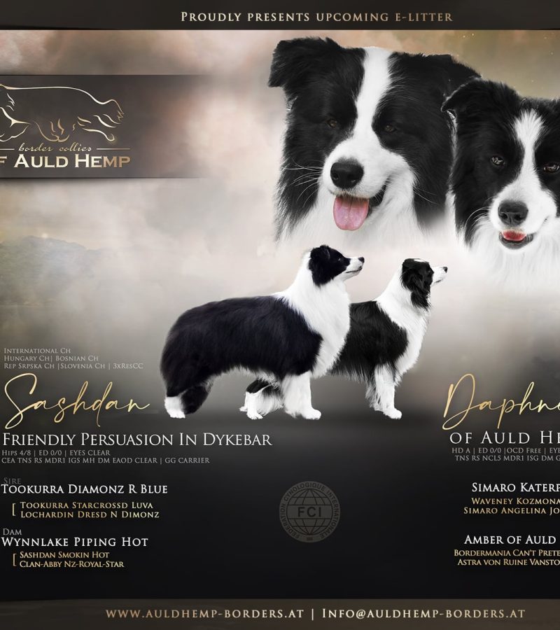 Wurfankündigung E Wurf Border Collies of Auld Hemp