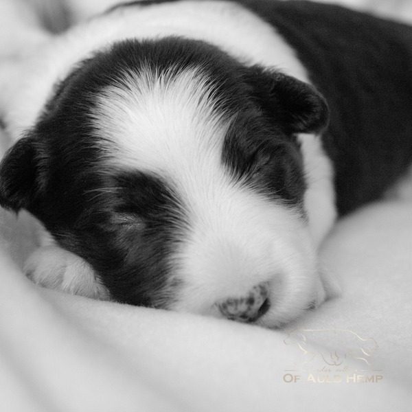 newborn Puppy Border Collie of Auld Hemp
